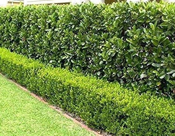 Hedge trimming in a residential landscape