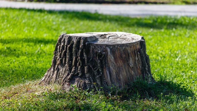 Stump removal care in a residential landscape