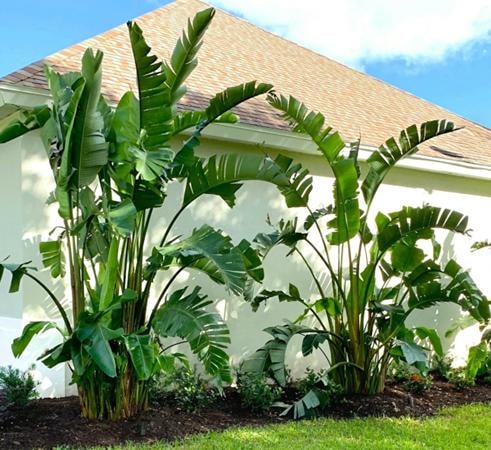 White bird of paradise care in a residential landscape